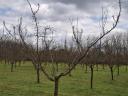 Fruity C235 Hungarian apricots