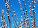 Fruity C235 Hungarian apricots