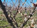 Fruity C235 Hungarian apricots