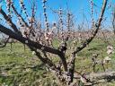 Fruity C235 Hungarian apricots