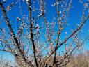 Fruity C235 Hungarian apricots