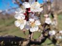 Fruity C235 Hungarian apricots