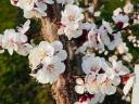 Fruity C235 Hungarian apricots