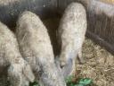 Vemhes mangalica!