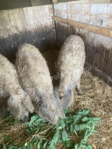 Vemhes mangalica!
