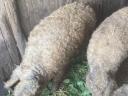 Vemhes mangalica!