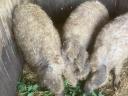 Vemhes mangalica!