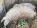 Vemhes mangalica!