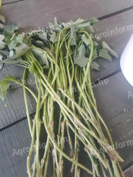 Batata cuttings, herb and spice seedlings