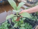 Batata cuttings, herb and spice seedlings