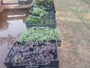 Batata cuttings, herb and spice seedlings