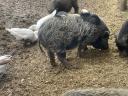 Vietnamesischer Eber und Ferkel
