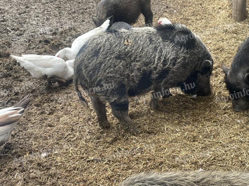 Vietnamesischer Eber und Ferkel