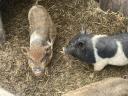 Vietnamesischer Eber und Ferkel