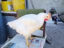 Chicken with corn