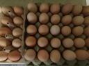 Brahma eggs for hatching for sale