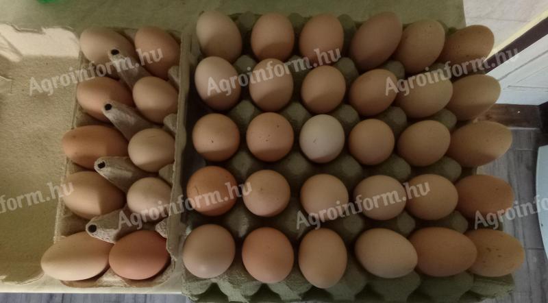 Brahma eggs for hatching for sale