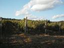 Zum Verkauf stehen 2 gepflegte Weinberge in Legyesbénye Hasznos Dűlő