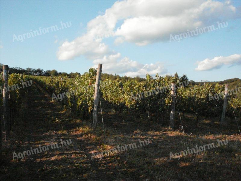 Zum Verkauf stehen 2 gepflegte Weinberge in Legyesbénye Hasznos Dűlő
