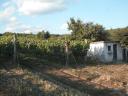 Zum Verkauf stehen 2 gepflegte Weinberge in Legyesbénye Hasznos Dűlő