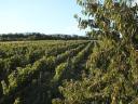 Zum Verkauf stehen 2 gepflegte Weinberge in Legyesbénye Hasznos Dűlő