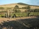 Zum Verkauf stehen 2 gepflegte Weinberge in Legyesbénye Hasznos Dűlő