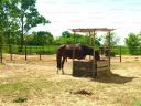 Horse farm and working chicken house with farm buildings, apartment for sale