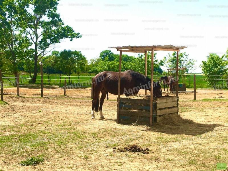 Horse farm and working chicken house with farm buildings, apartment for sale