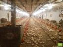 Horse farm and working chicken house with farm buildings, apartment for sale