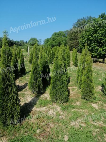 Special special offer from a producer - emerald tuja