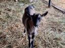 Gidas for sale