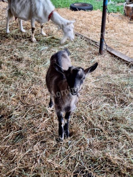 Gidas for sale