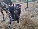 Gidas for sale