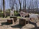 Goats of Saanenthal