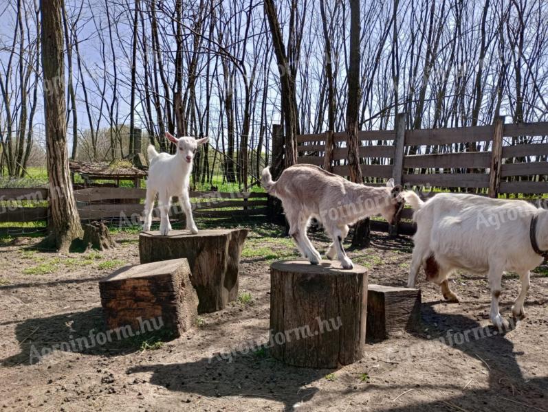 Goats of Saanenthal