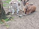 Goats of Saanenthal