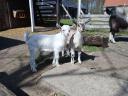 Goats of Saanenthal