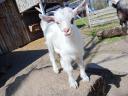 Goats of Saanenthal