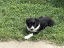 Purebred Border Collie puppy for rehoming