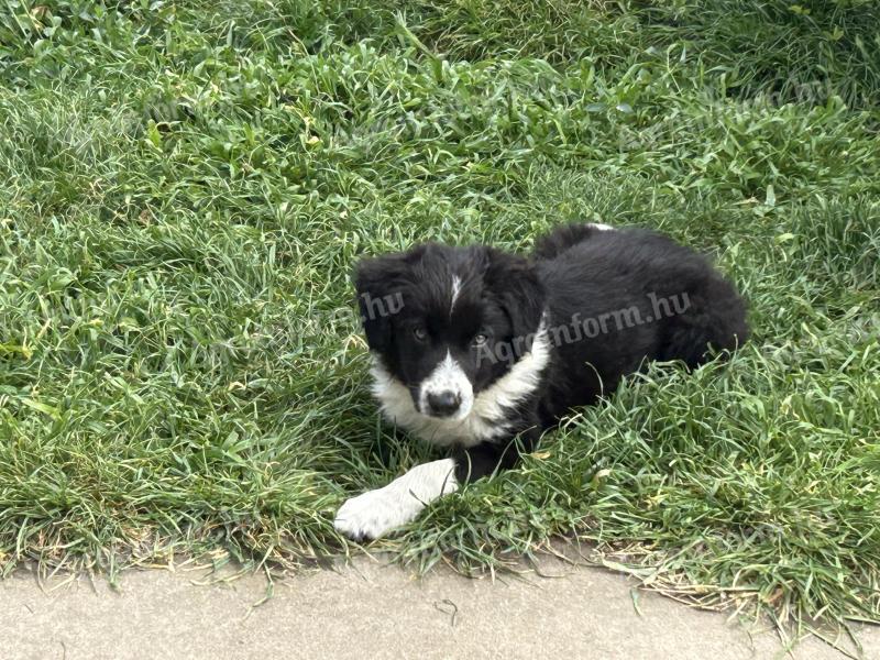 Purebred Border Collie puppy for rehoming