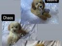 Dwarf poodle drippings