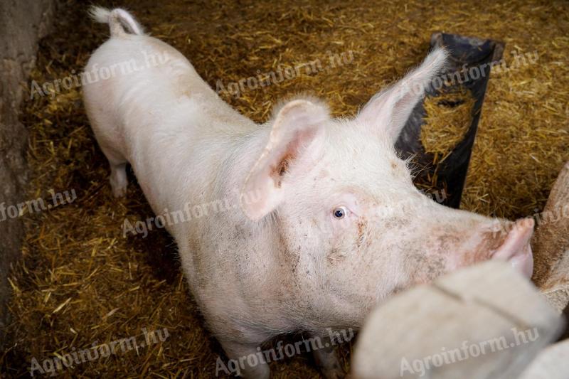 Kese Kandiszno, junges Schwein, 140 kg