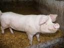 Kese Kandiszno, junges Schwein, 140 kg