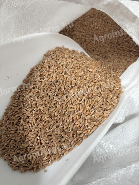 Spelt for sale, cleaned and hulled