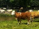 Hungarian heifers Pregnant heifers