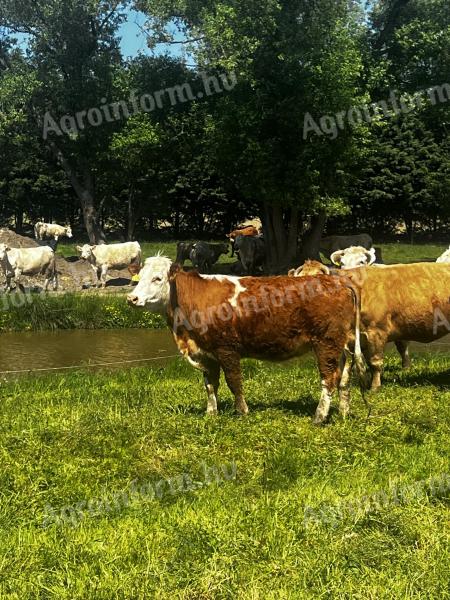 Hungarian heifers Pregnant heifers