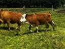 Hungarian heifers Pregnant heifers