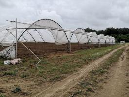3600 m² Vándorfólia (Haygrove)
