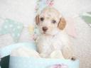 Dwarf poodle puppies with FCI pedigree