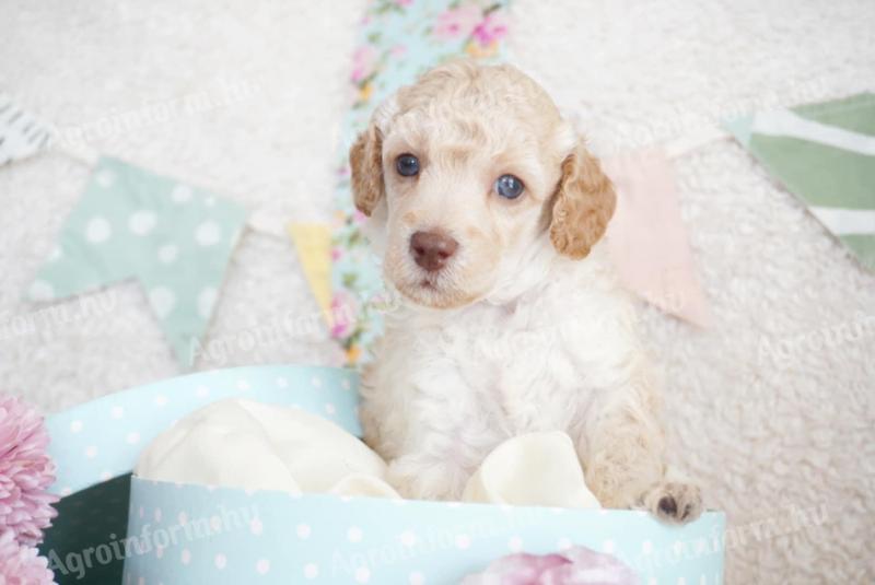 Dwarf poodle puppies with FCI pedigree